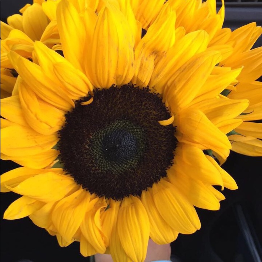 Meet your Posher, Alondra